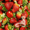 Strawberry's picture