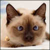 Cat-Siamese's picture