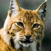 Oreo-Lynx's picture